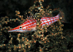Longnose Hawkfish, Tulamben by Doug Anderson 